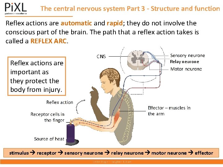 The central nervous system Part 3 - Structure and function Reflex actions are automatic