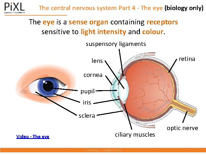 The central nervous system Part 4 - The eye (biology only) The eye is