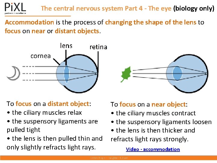 The central nervous system Part 4 - The eye (biology only) Accommodation is the