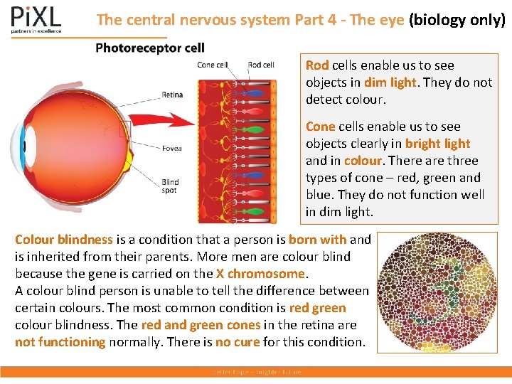 The central nervous system Part 4 - The eye (biology only) Rod cells enable