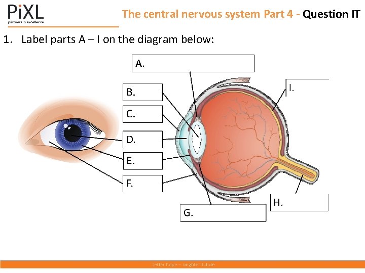 The central nervous system Part 4 - Question IT 1. Label parts A –