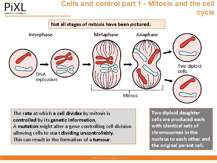 Cells and control part 1 - Mitosis and the cell cycle Not all stages