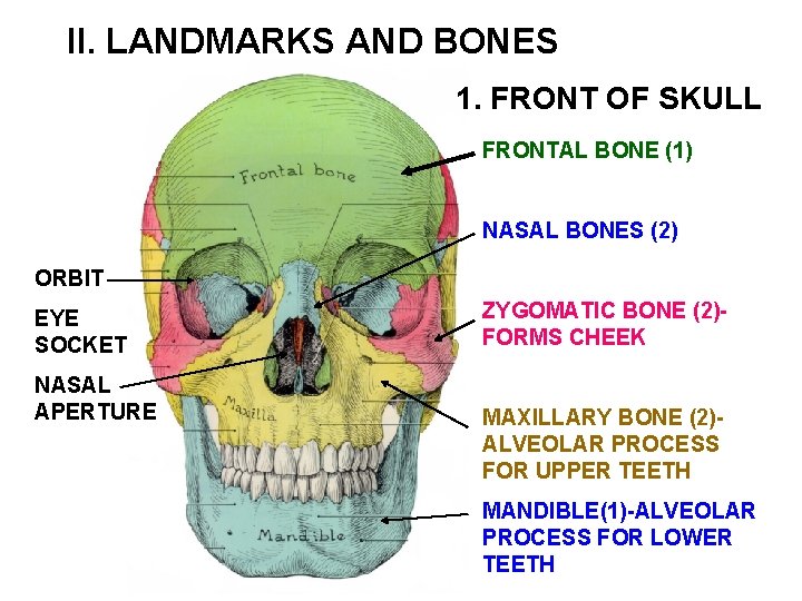 II. LANDMARKS AND BONES 1. FRONT OF SKULL FRONTAL BONE (1) NASAL BONES (2)