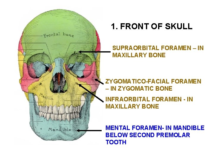 1. FRONT OF SKULL SUPRAORBITAL FORAMEN – IN MAXILLARY BONE ZYGOMATICO-FACIAL FORAMEN – IN