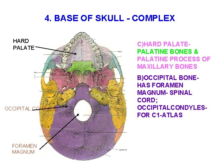  4. BASE OF SKULL - COMPLEX HARD PALATE OCCIPITAL CONDYLE FORAMEN MAGNUM C)HARD