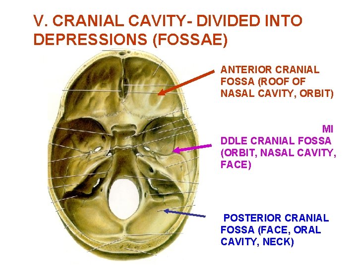 V. CRANIAL CAVITY- DIVIDED INTO DEPRESSIONS (FOSSAE) ANTERIOR CRANIAL FOSSA (ROOF OF NASAL CAVITY,