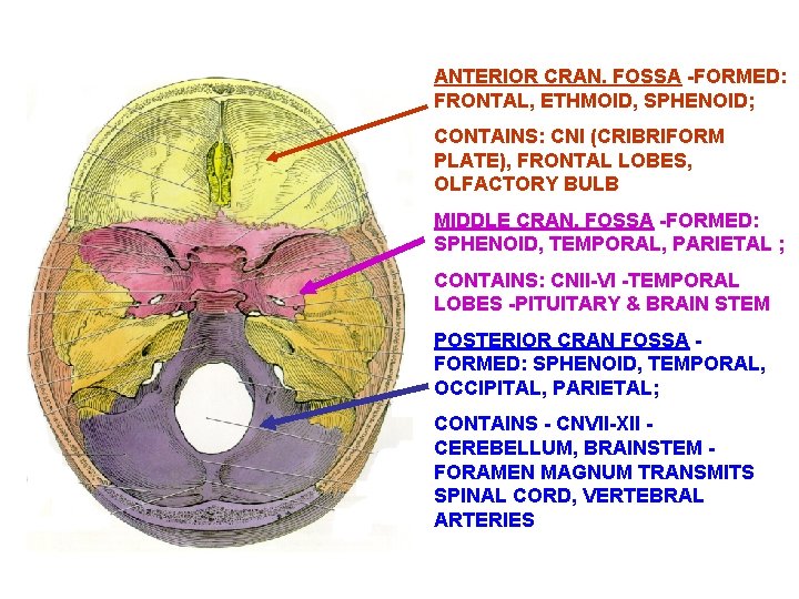 ANTERIOR CRAN. FOSSA -FORMED: FRONTAL, ETHMOID, SPHENOID; CONTAINS: CNI (CRIBRIFORM PLATE), FRONTAL LOBES, OLFACTORY