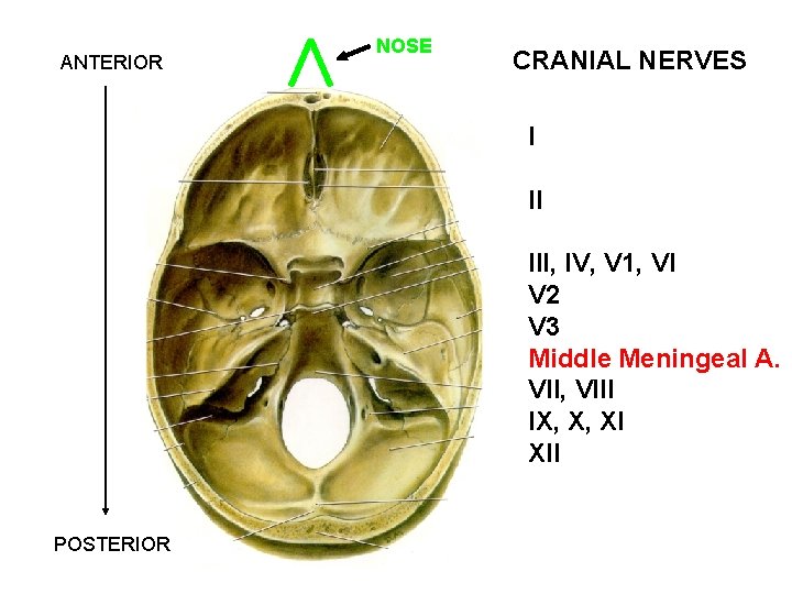 ANTERIOR NOSE CRANIAL NERVES I II III, IV, V 1, VI V 2 V