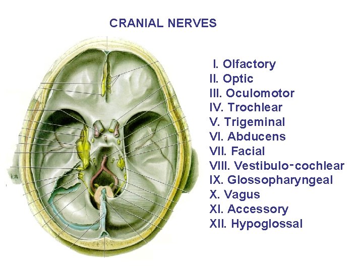 CRANIAL NERVES I. Olfactory II. Optic III. Oculomotor IV. Trochlear V. Trigeminal VI. Abducens