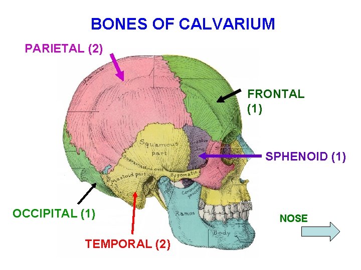 BONES OF CALVARIUM PARIETAL (2) FRONTAL (1) SPHENOID (1) OCCIPITAL (1) TEMPORAL (2) NOSE