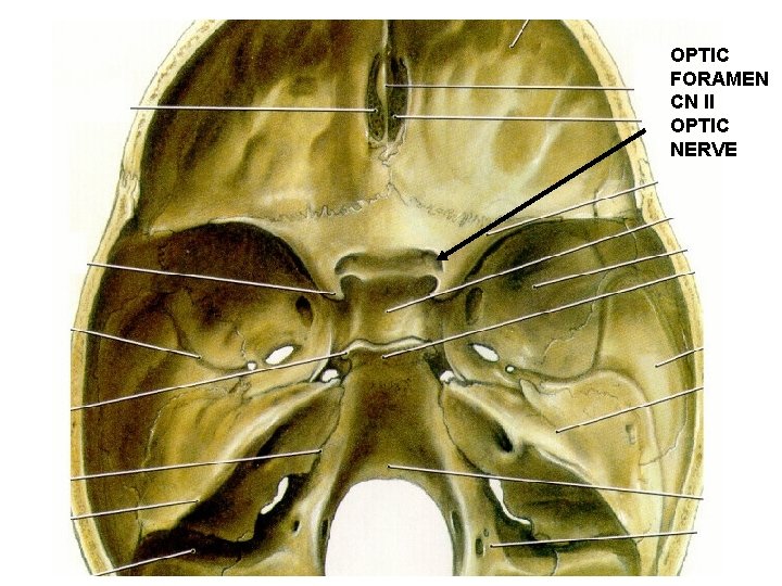 OPTIC FORAMEN CN II OPTIC NERVE 