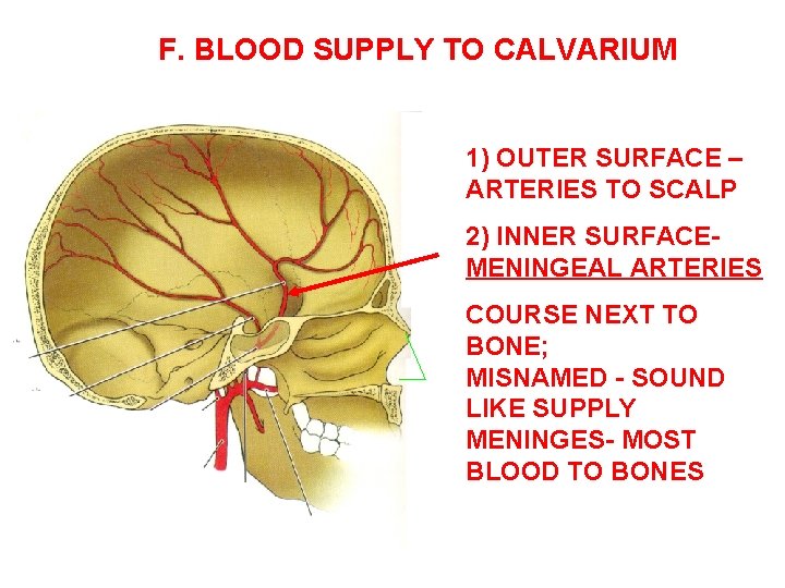 F. BLOOD SUPPLY TO CALVARIUM 1) OUTER SURFACE – ARTERIES TO SCALP 2) INNER