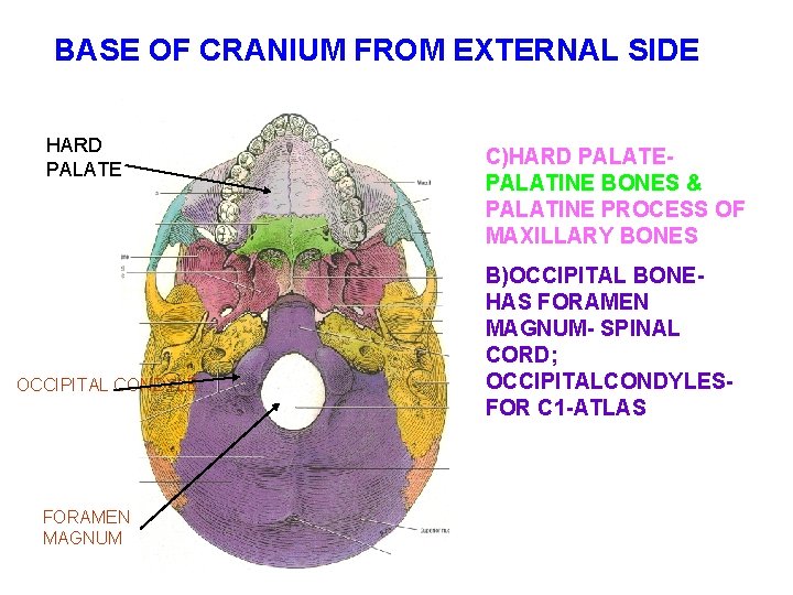 BASE OF CRANIUM FROM EXTERNAL SIDE HARD PALATE OCCIPITAL CONDYLE FORAMEN MAGNUM C)HARD PALATEPALATINE