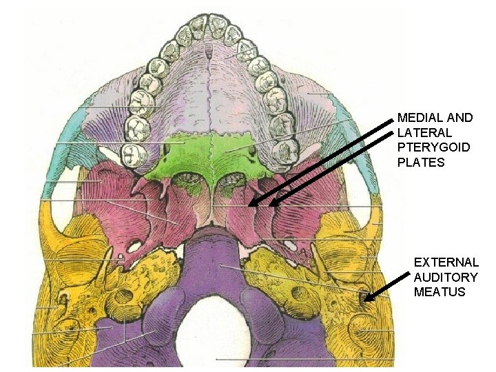 MEDIAL AND LATERAL PTERYGOID PLATES EXTERNAL AUDITORY MEATUS 