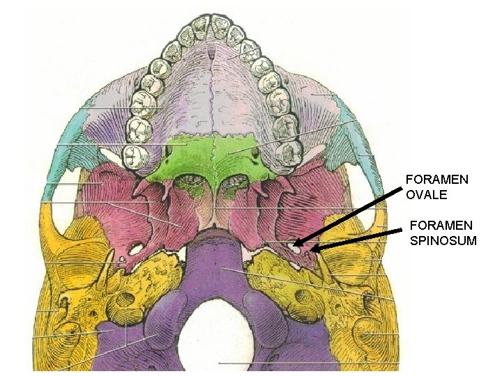 FORAMEN OVALE FORAMEN SPINOSUM 