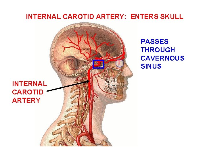 INTERNAL CAROTID ARTERY: ENTERS SKULL PASSES THROUGH CAVERNOUS SINUS INTERNAL CAROTID ARTERY 