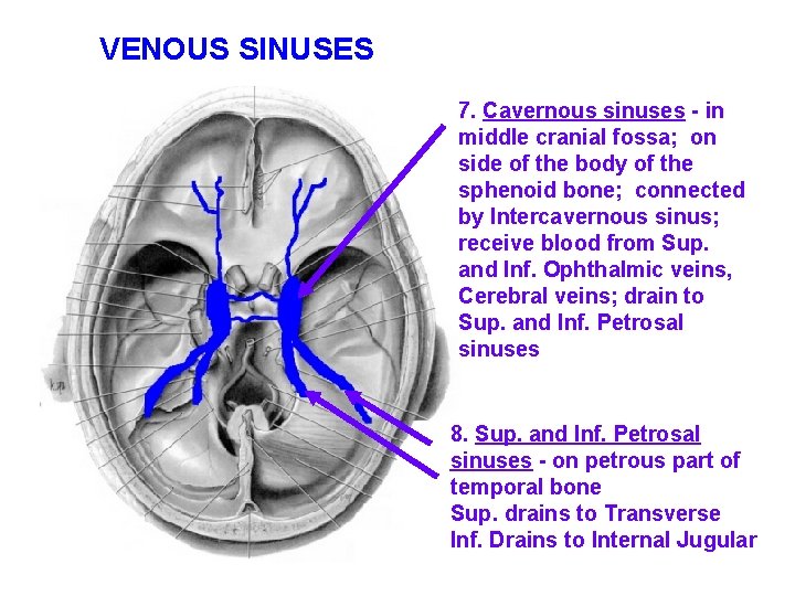 VENOUS SINUSES 7. Cavernous sinuses - in middle cranial fossa; on side of the