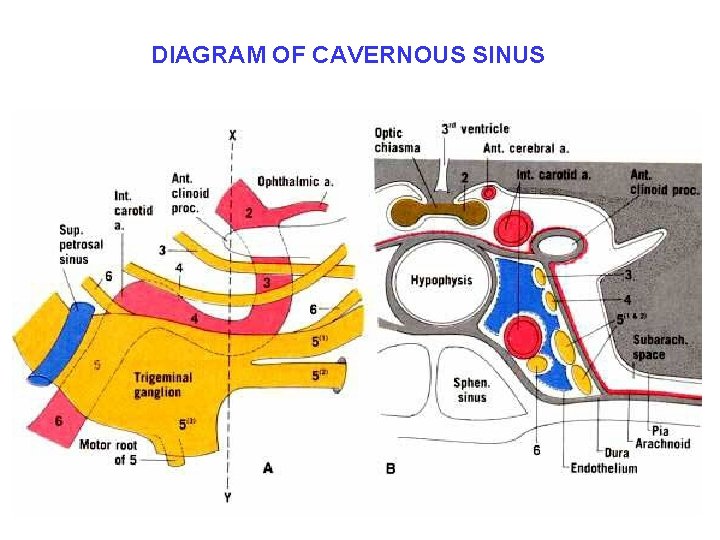 DIAGRAM OF CAVERNOUS SINUS 