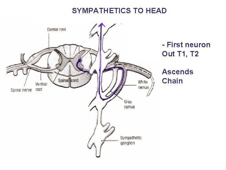 SYMPATHETICS TO HEAD - First neuron Out T 1, T 2 Ascends Chain 