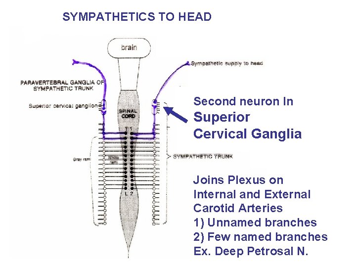 SYMPATHETICS TO HEAD Second neuron In Superior Cervical Ganglia Joins Plexus on Internal and