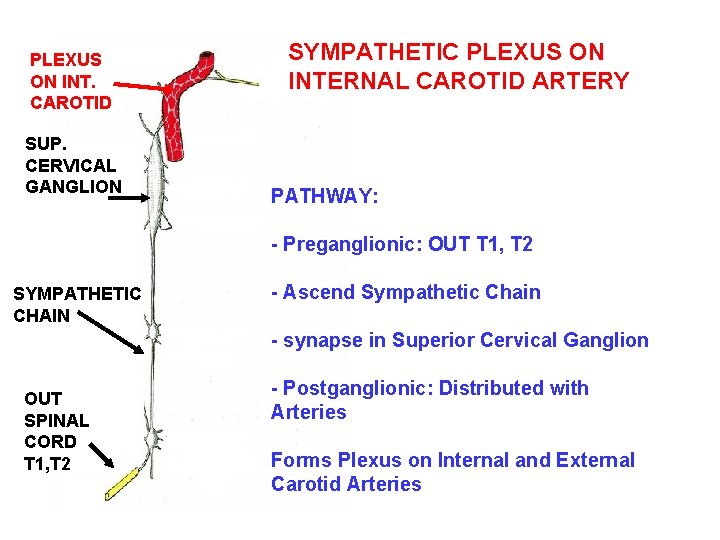 PLEXUS ON INT. CAROTID SUP. CERVICAL GANGLION SYMPATHETIC PLEXUS ON INTERNAL CAROTID ARTERY PATHWAY: