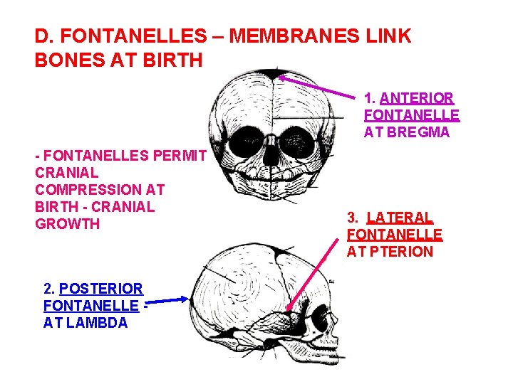 D. FONTANELLES – MEMBRANES LINK BONES AT BIRTH 1. ANTERIOR FONTANELLE AT BREGMA -