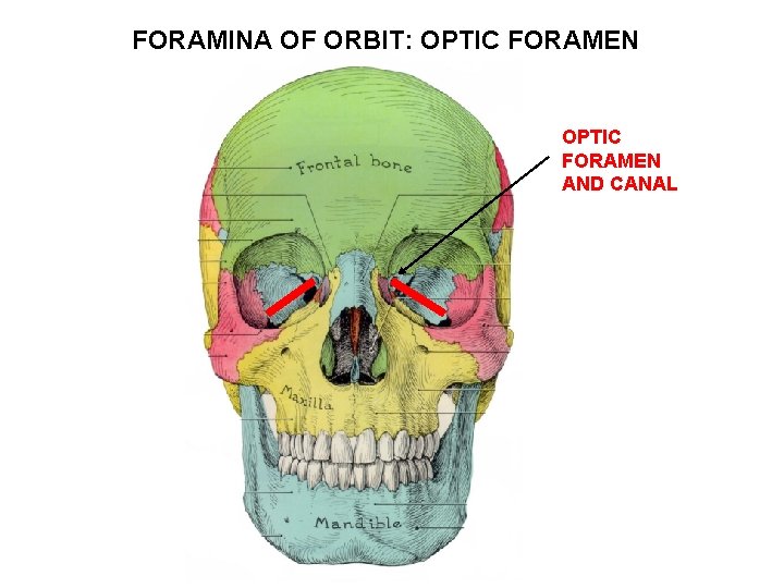 FORAMINA OF ORBIT: OPTIC FORAMEN AND CANAL 