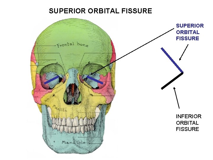 SUPERIOR ORBITAL FISSURE INFERIOR ORBITAL FISSURE 