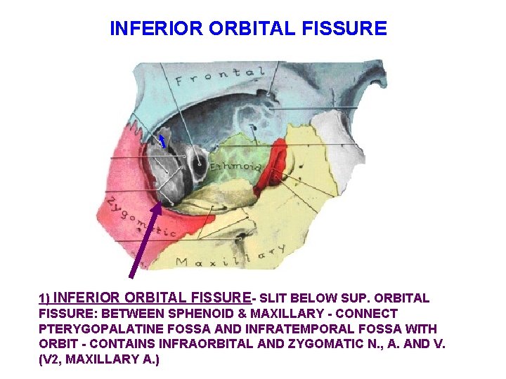 INFERIOR ORBITAL FISSURE 1) INFERIOR ORBITAL FISSURE- SLIT BELOW SUP. ORBITAL FISSURE: BETWEEN SPHENOID