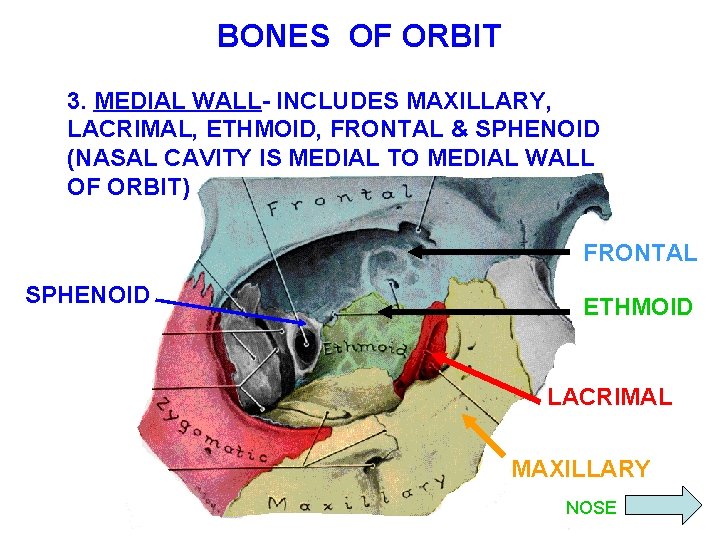BONES OF ORBIT 3. MEDIAL WALL- INCLUDES MAXILLARY, LACRIMAL, ETHMOID, FRONTAL & SPHENOID (NASAL