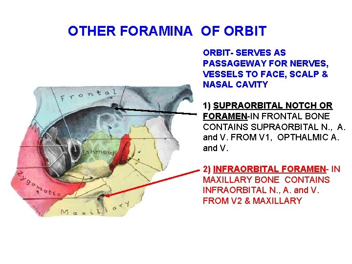 OTHER FORAMINA OF ORBIT- SERVES AS PASSAGEWAY FOR NERVES, VESSELS TO FACE, SCALP &