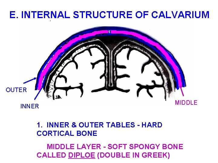 E. INTERNAL STRUCTURE OF CALVARIUM OUTER INNER MIDDLE 1. INNER & OUTER TABLES -