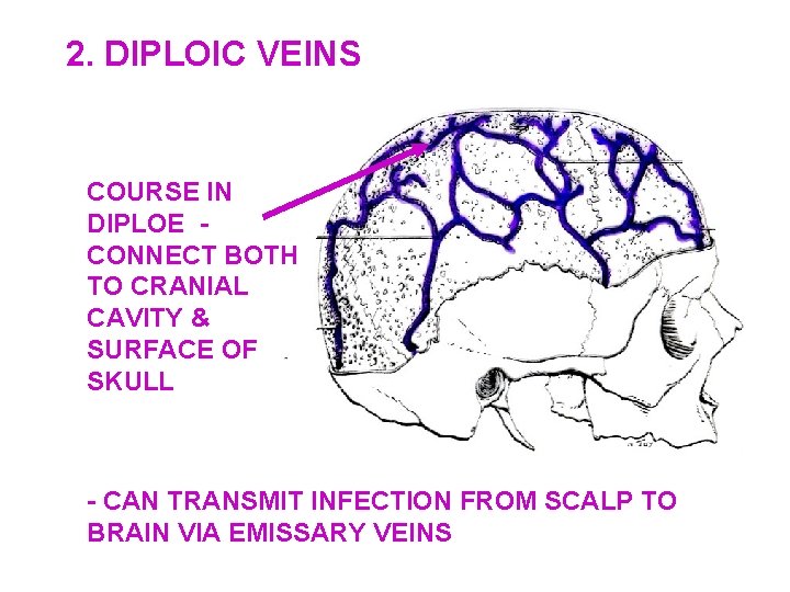 2. DIPLOIC VEINS COURSE IN DIPLOE CONNECT BOTH TO CRANIAL CAVITY & SURFACE OF