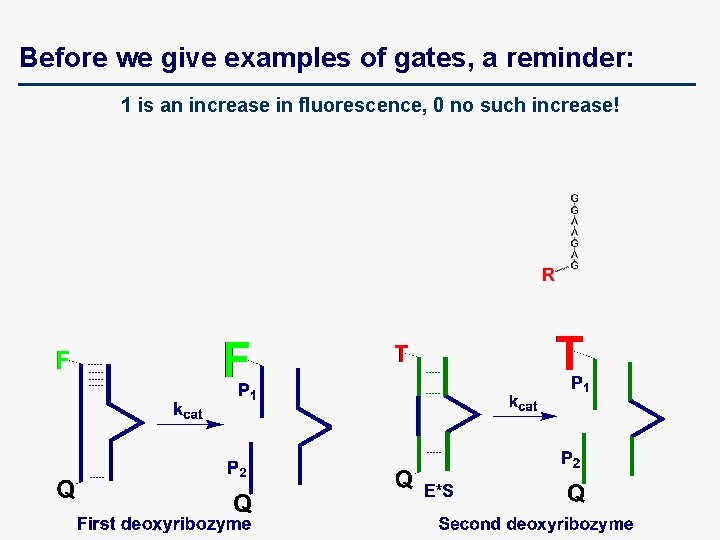 Before we give examples of gates, a reminder: 1 is an increase in fluorescence,