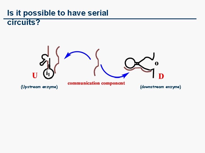 Is it possible to have serial circuits? (Upstream enzyme) (downstream enzyme) 