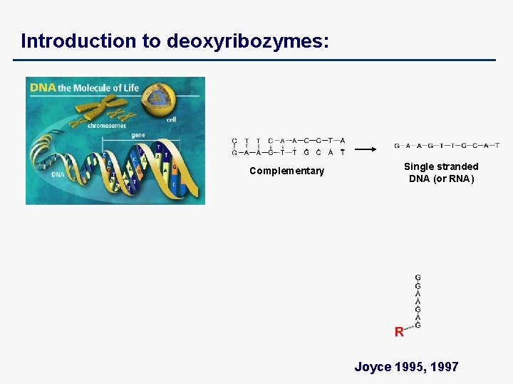 Introduction to deoxyribozymes: Complementary Single stranded DNA (or RNA) Joyce 1995, 1997 