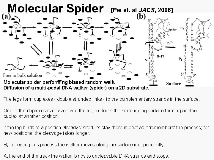 Molecular Spider [Pei et. al JACS, 2006] Molecular spider performing biased random walk. Diffusion