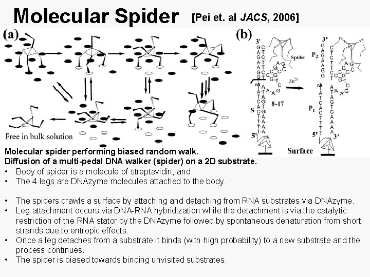 Molecular Spider [Pei et. al JACS, 2006] Molecular spider performing biased random walk. Diffusion