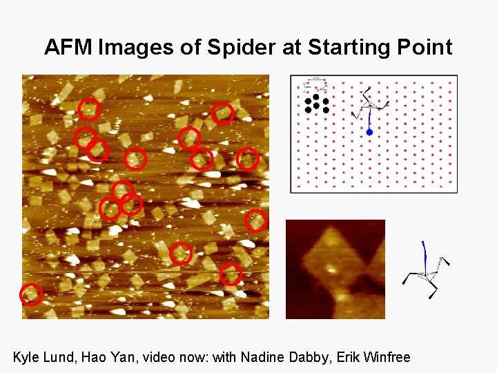 AFM Images of Spider at Starting Point Kyle Lund, Hao Yan, video now: with