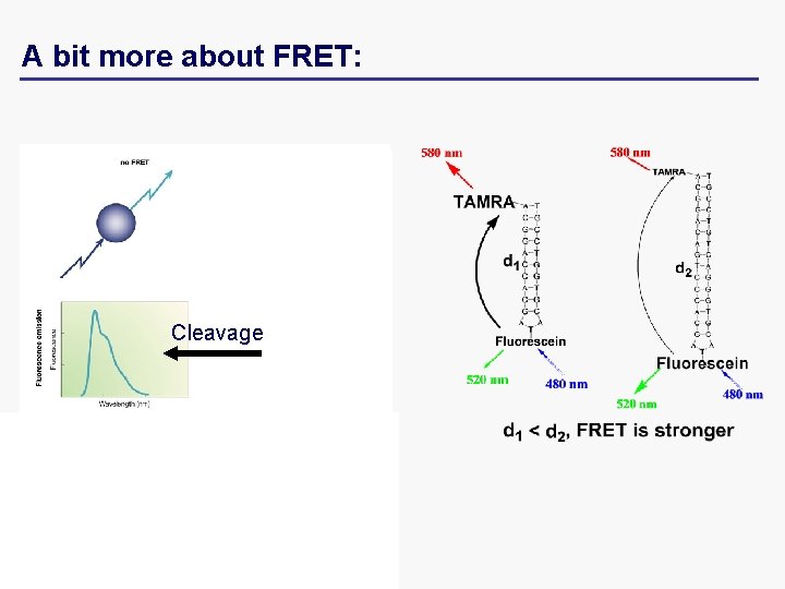 A bit more about FRET: Cleavage 