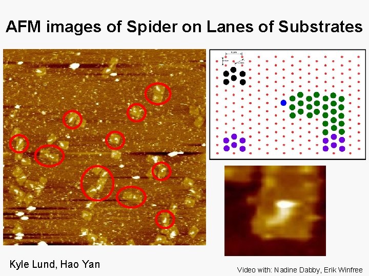 AFM images of Spider on Lanes of Substrates Kyle Lund, Hao Yan Video with: