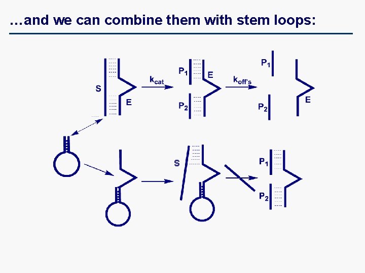 …and we can combine them with stem loops: S 