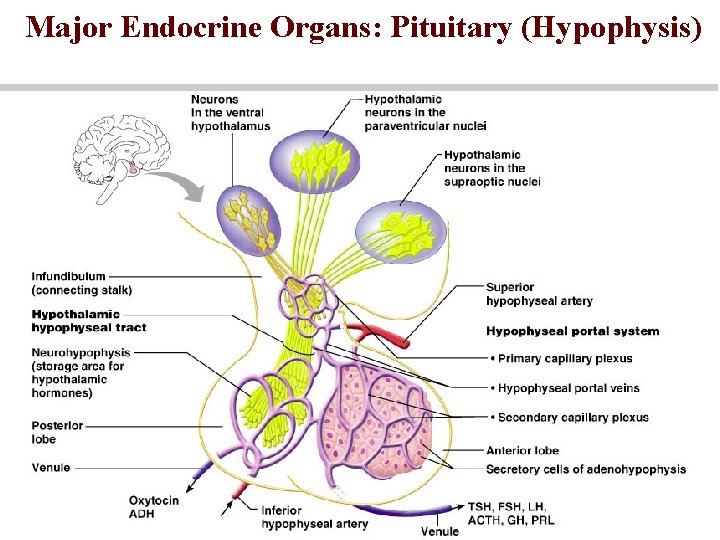 Major Endocrine Organs: Pituitary (Hypophysis) 
