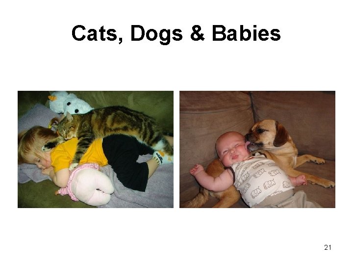Cats, Dogs & Babies 21 