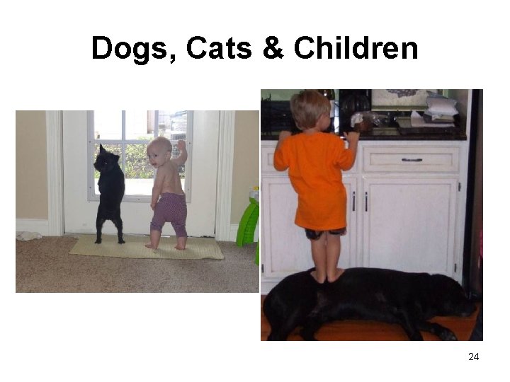 Dogs, Cats & Children 24 