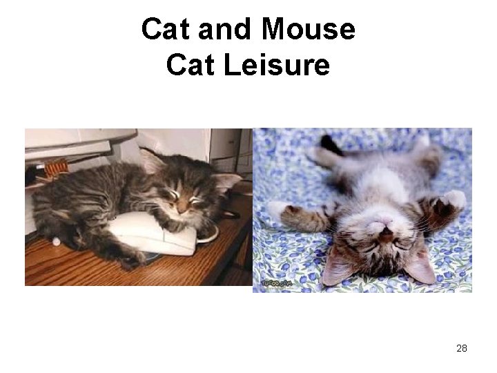 Cat and Mouse Cat Leisure 28 