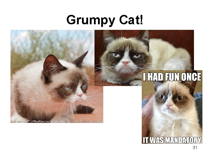 Grumpy Cat! 31 