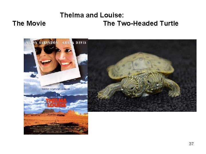 The Movie Thelma and Louise: The Two-Headed Turtle 37 