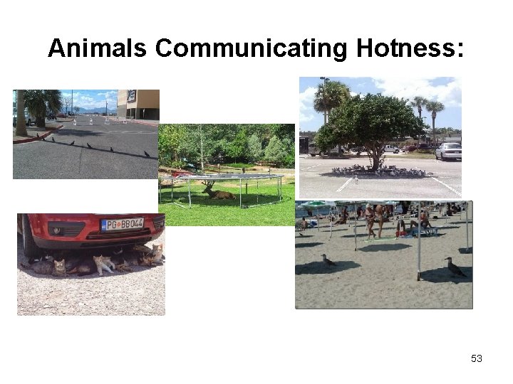 Animals Communicating Hotness: 53 
