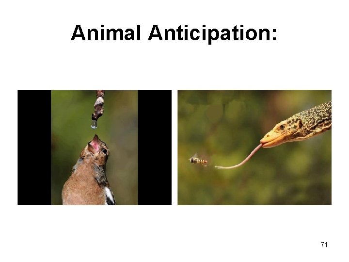 Animal Anticipation: 71 